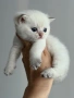 Британски котета, снимка 10