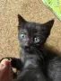 Подарявам бебета котета, снимка 2