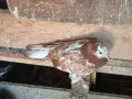 Гълъби демкежи топ качество , снимка 10