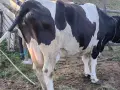 свободни 3 крави , снимка 4