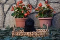 Той пудел Toy poodle, снимка 14