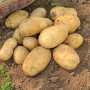 Продавам едри картофи 0.30 евро, снимка 1