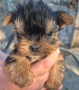 Йоркширски териер , снимка 4