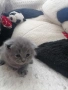 Продавам шотландски британски котета , снимка 4