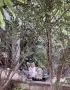 Подарявам 4 котета, снимка 4