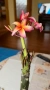 Плумерия (Frangipani) – Хавайско цвете, снимка 11