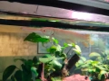 Albino Alligator Gar fish., снимка 2