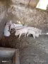 Малки прасета 12 , снимка 2