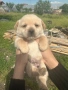 Кученца, снимка 6