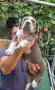 Американско були ХЛ /American bully XL, снимка 6