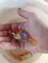 Продавам езерни рибки , снимка 10