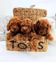 Той Пудел/ Toy Poodle , снимка 2