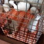 Продавам калифорнийски зайци , снимка 3