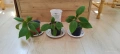 Kohleria amabilis, снимка 7
