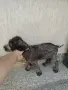 Свободни дратхаарчета , снимка 1