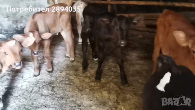 телета Бозайници, снимка 9 - Крави - 55151536