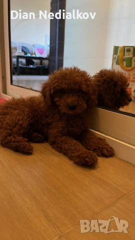 Той пуделче родословие , снимка 2 - Пудели - 51363654