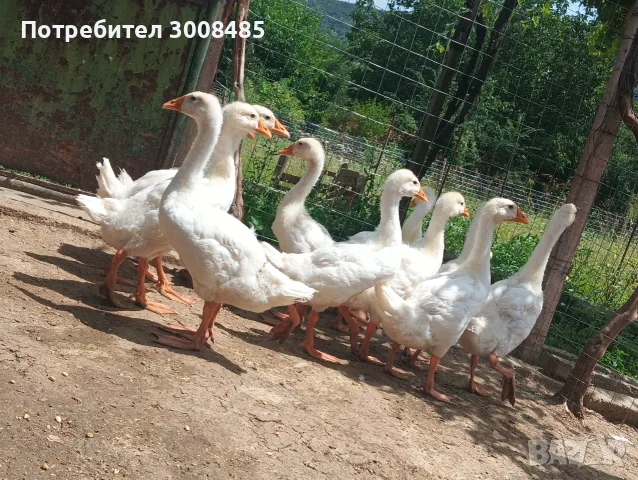 Гъски линда на 2 месеца, снимка 3 - Патици и гъски - 55436571