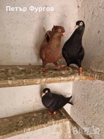 Продавам мъжки американец     , снимка 2 - Гълъби - 54345756