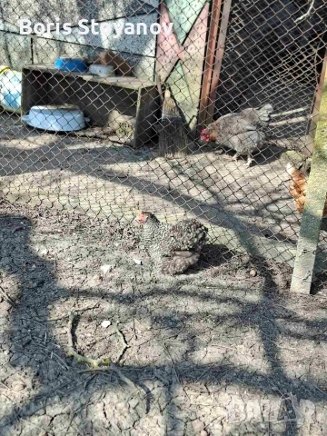 3 чифта мини кохин, снимка 3 - други­ - 54173590