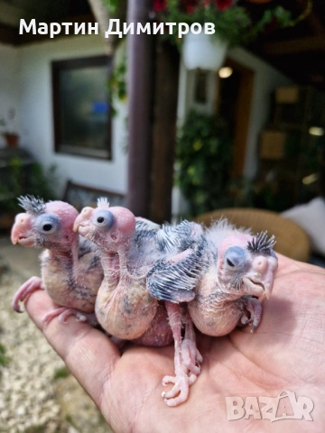 Малки белолики корелки , снимка 4 - Папагали - 54181451