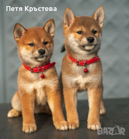 Шиба ину бебета, снимка 5 - Шиба ину - 54901189