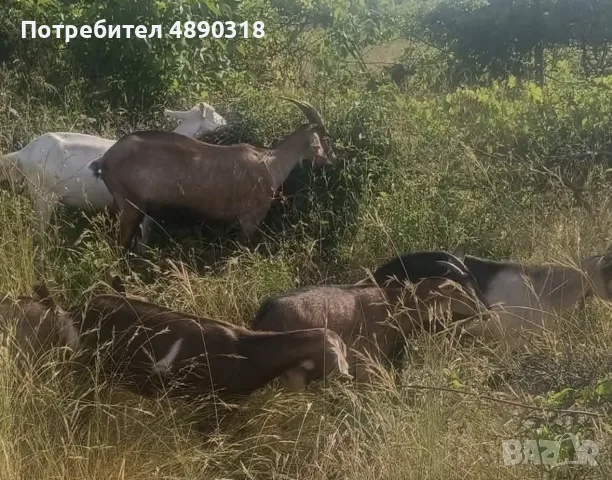 Продавам качествени ярета отгледани с грижа и в чиста среда, снимка 2 - Кози - 55336594