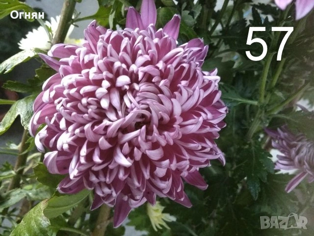 Разсад хризантеми 2, снимка 5 - Разсади - 54511280