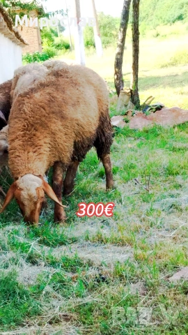 ПРОДАВАМ ДВЕ МЪЖКИ АГНЕТА , снимка 2 - Овце - 55067036
