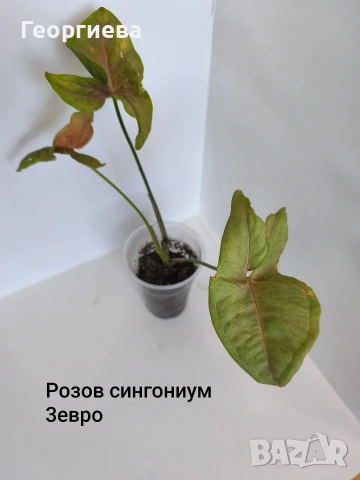 сингониум , снимка 3 - Стайни растения - 54904571