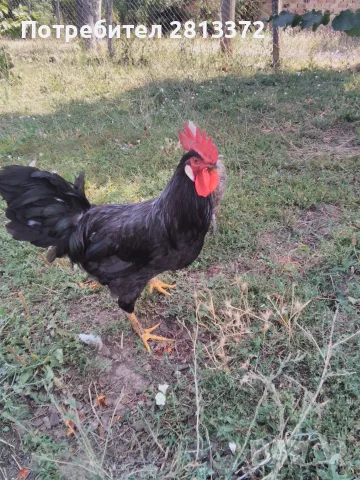 Петли Петел Черен Легхорн Leghorn, снимка 5 - други­ - 55251872