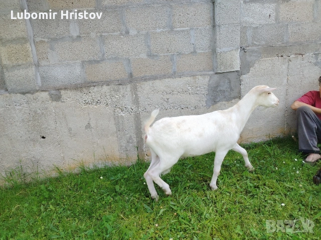 Кози, снимка 3 - Кози - 54747344