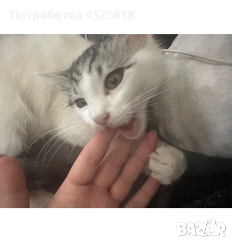 Търсим откраднатата ни котка Теа , снимка 5 - За котки - 54454783