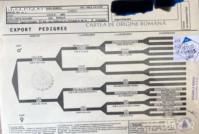 Продавам Тибетски мастиф с родословие внесен от Румъния , снимка 6 - Мастиф - 54375038
