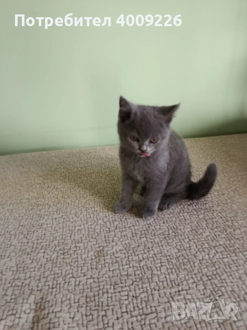 Британски котки късокосместа, снимка 2 - За котки - 54359015