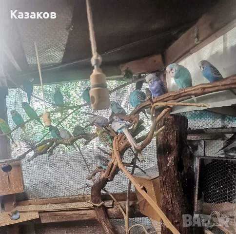 Продавам вълнисти папагали