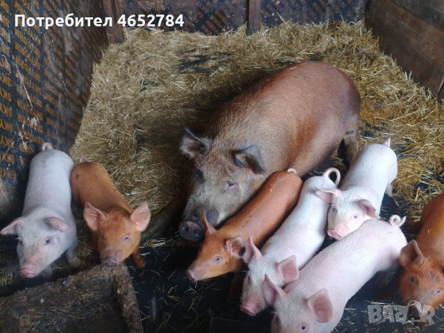 Свободни малки прасета