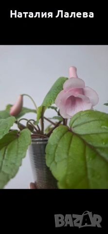 Синингия, sinningia Calyx Noid