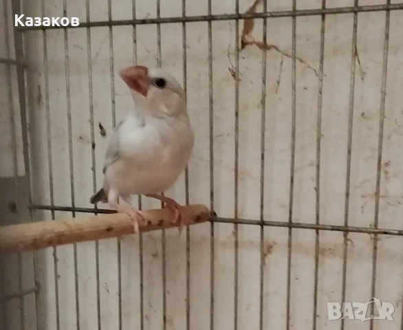 Продавам оризарки