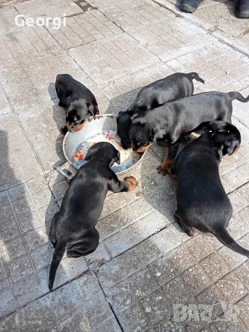 Продавам  кучета ягтериер , снимка 5 - Ягдтериер - 53980313