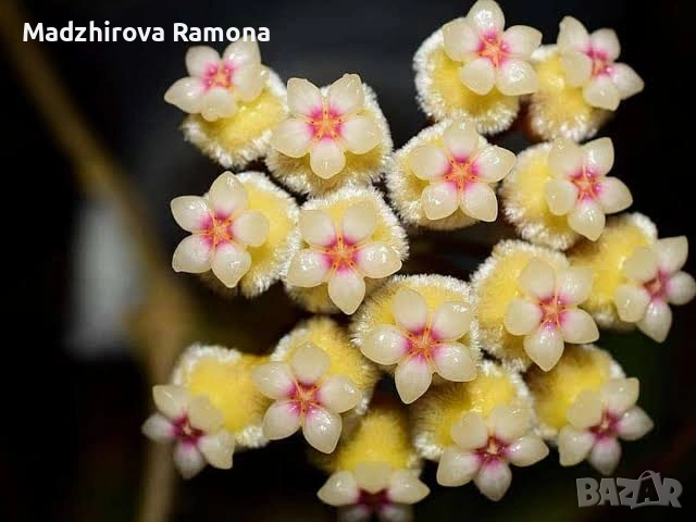 Хоя. Hoya perak Malaysia 