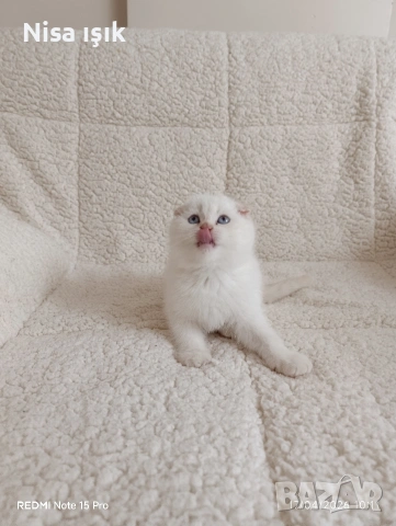 последния красавец в Хасково побързайте, снимка 4 - Британска късокосместа - 54359536