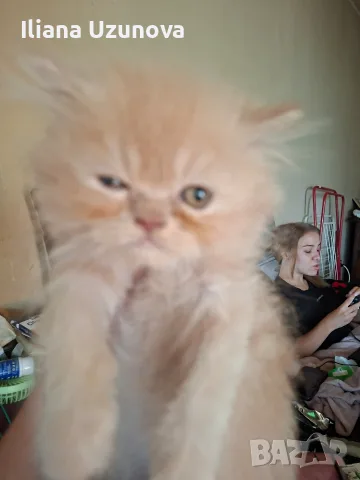 Уникални персийски котенца , снимка 9 - Персийска - 55472475