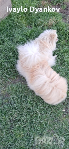 Померанче , снимка 5 - Померан - 54114949