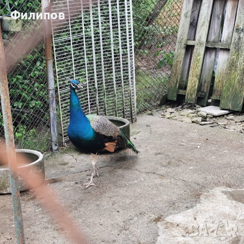 Индийски пауни
