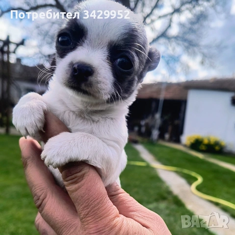 момиченце чихуахуа , снимка 2 - Чихуахуа - 54006487