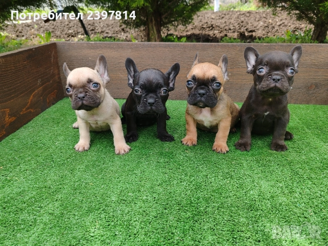 Френски булдог 