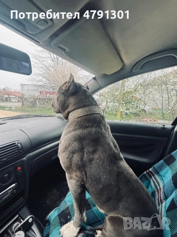 Мъжки Bully Line Pit (Pit40%/Bully60% Mix) за разплод. 