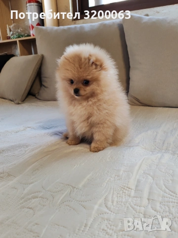 Померан женско мини размер , снимка 11 - Померан - 54113214