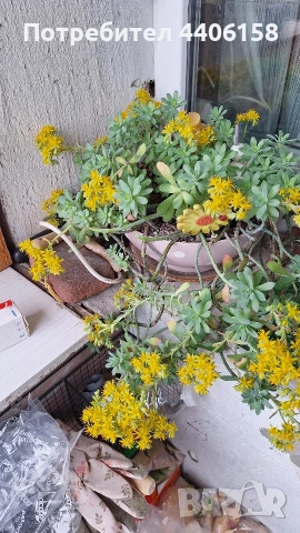 продавам сукуленти, снимка 4 - Градински цветя и растения - 54329114